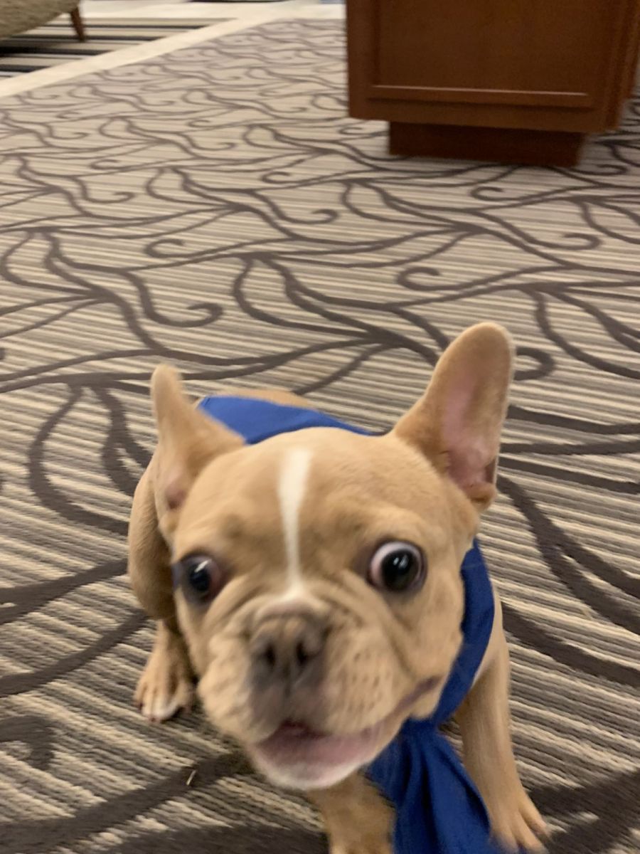 dog with bandana