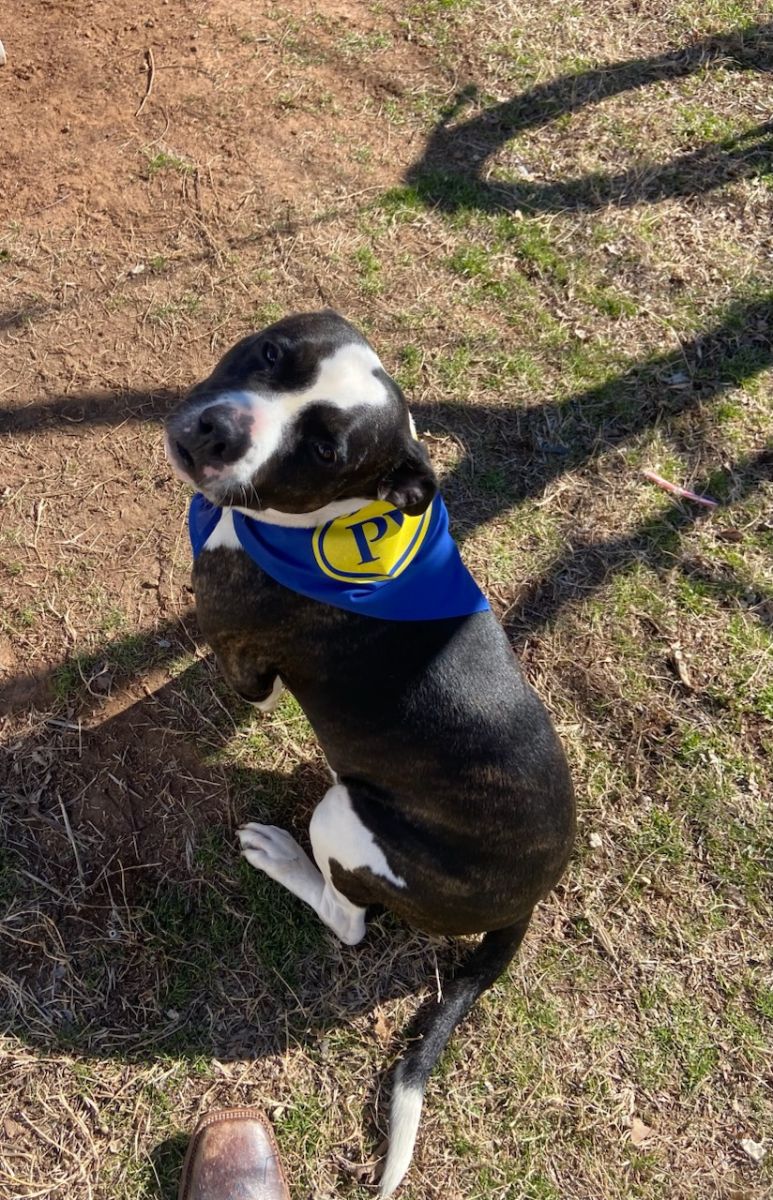 dog in bandana