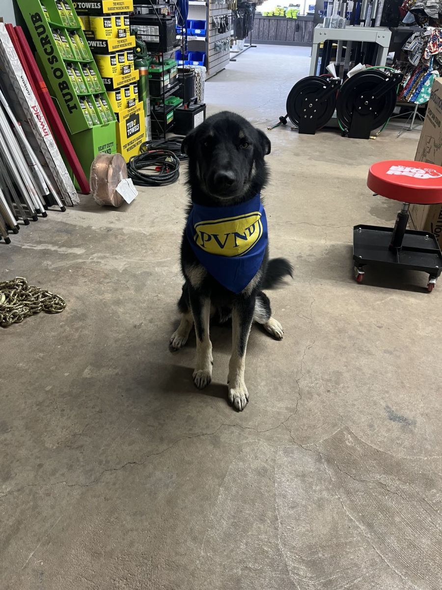 dog in bandana