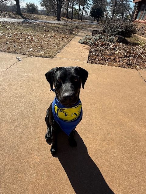 black dog in bandana