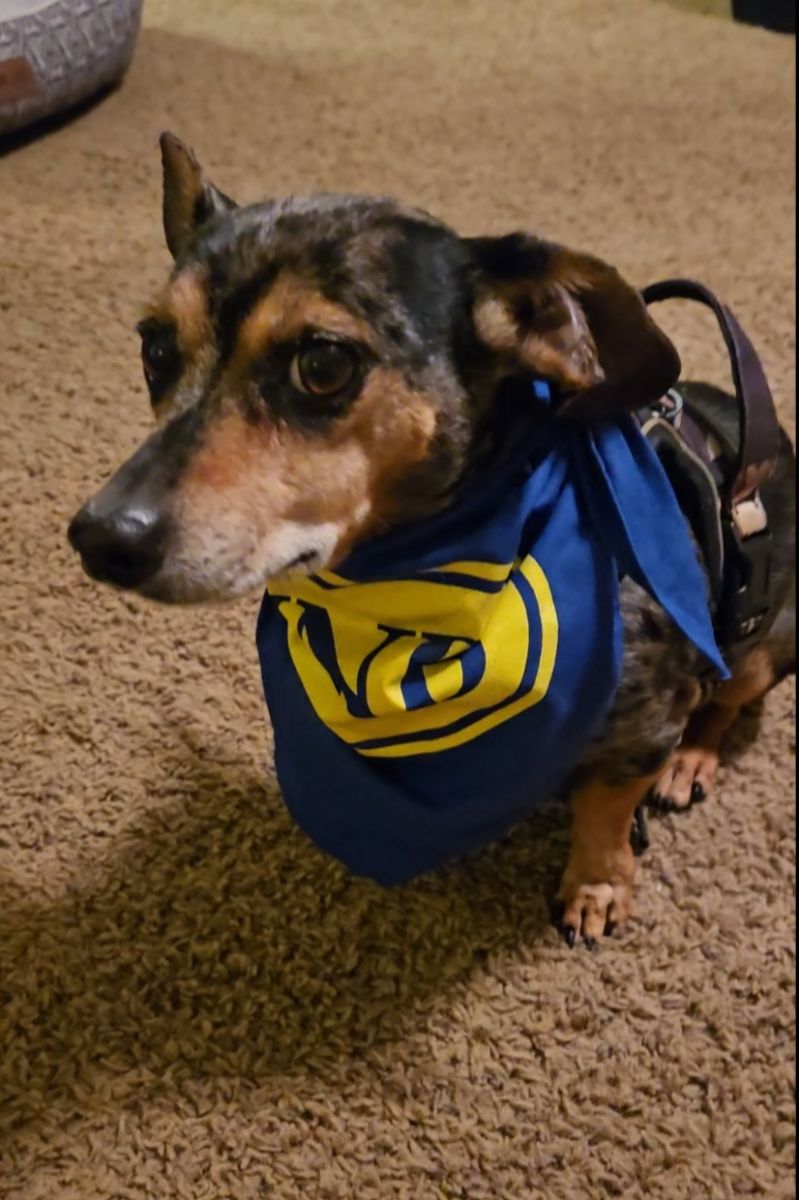 dog in bandana