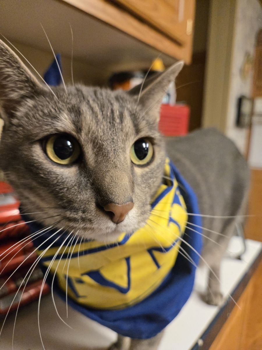 cat in bandana
