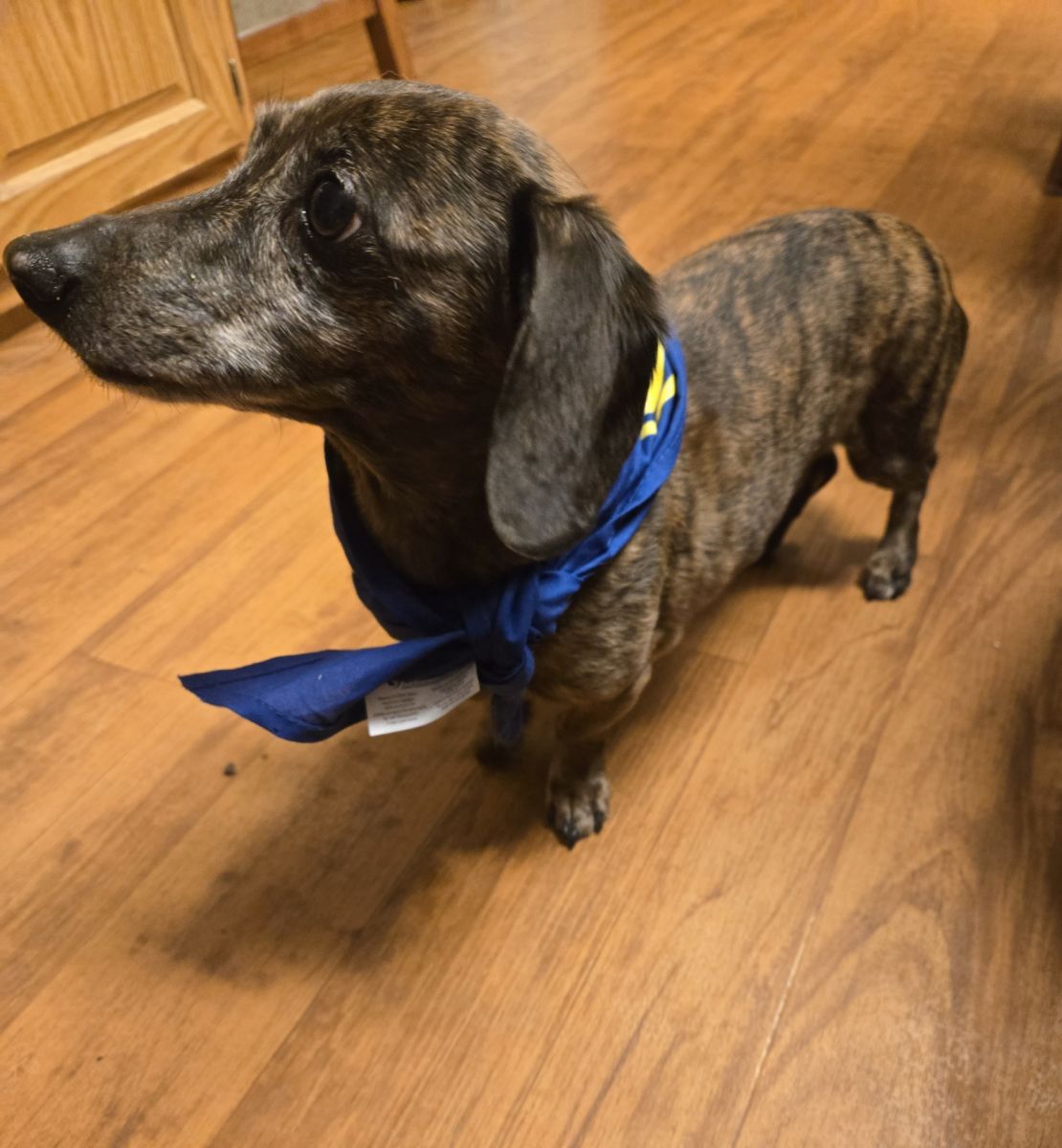 weiner dog in bandana