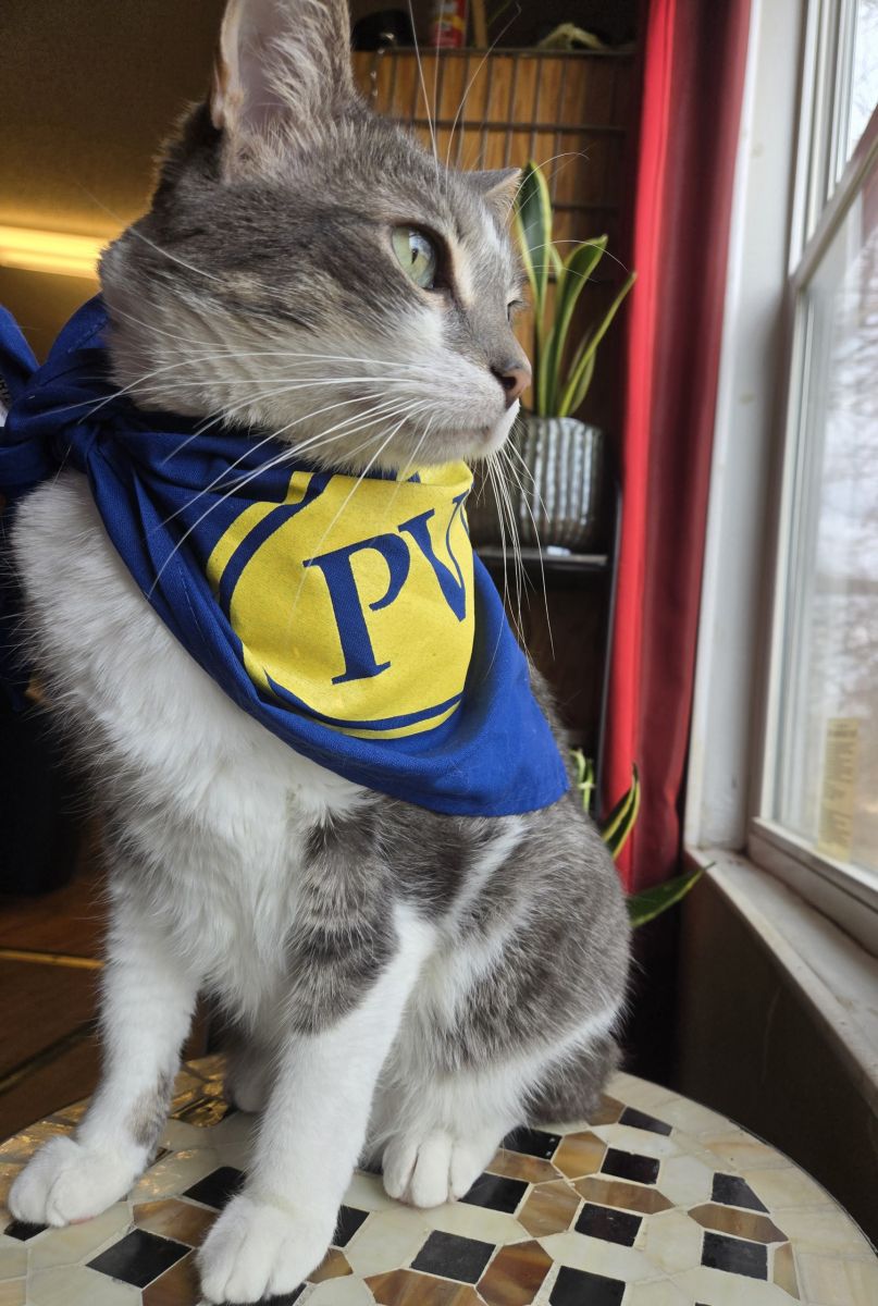 cat in bandana