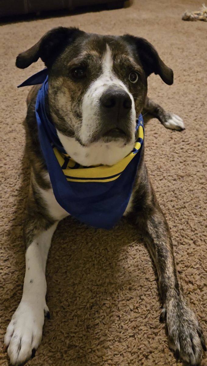 dog in bandana